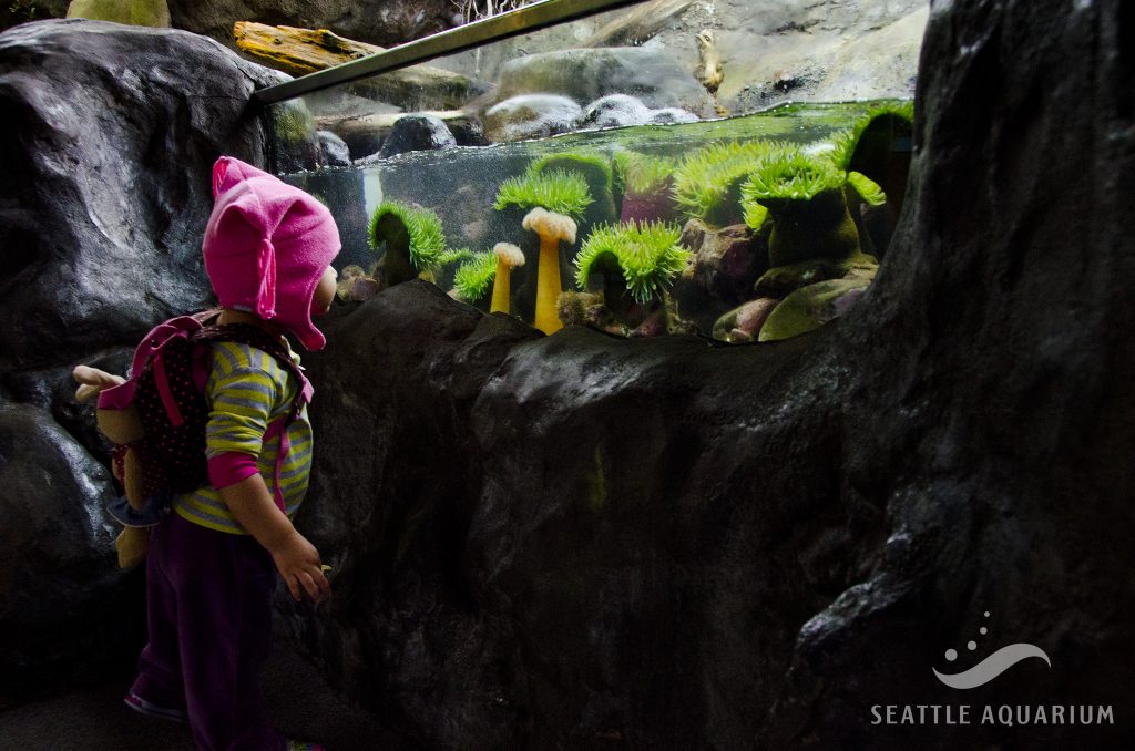 A child looking on in astonishment at the Seattle Aquarium.