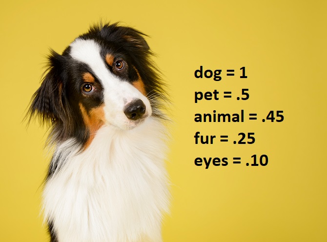 A picture of a dog with keyword rankings.