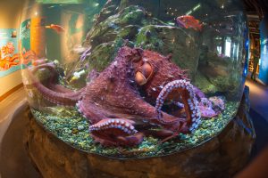 Giant Pacific octopus at Seattle Aquarium