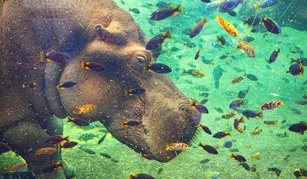 A hippo underwater.