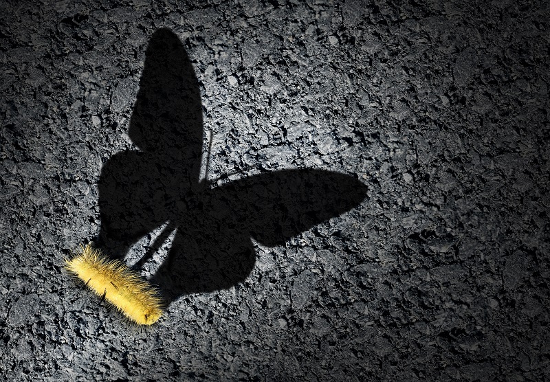 A picture of a caterpillar with a butterfly shadow.