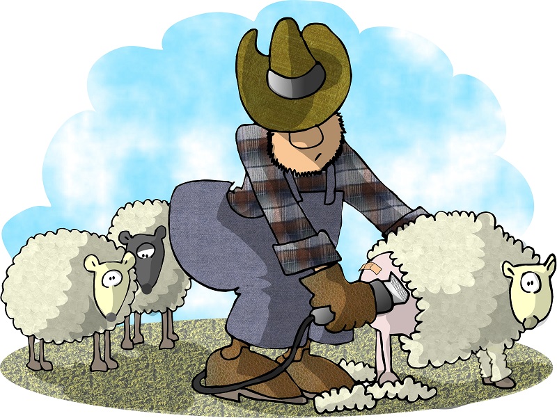 A farmer shears a sheep.