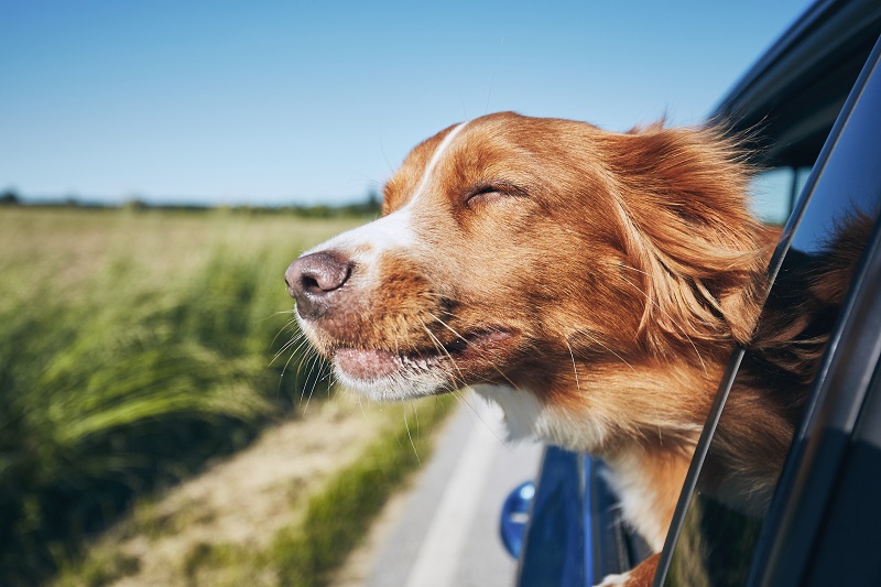 A dog sticking its head outside a car window.