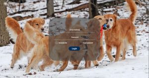 Die Canto Anmeldeseite des American Kennel Club.