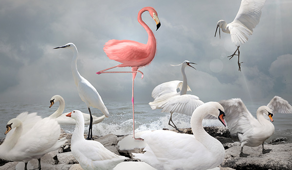 A pink flamingo next to white swans.