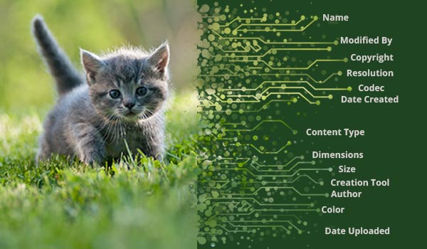 A picture of a cat with data on the side.