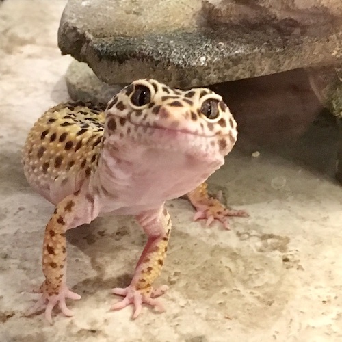 A picture of Chewie the leopard gecko.