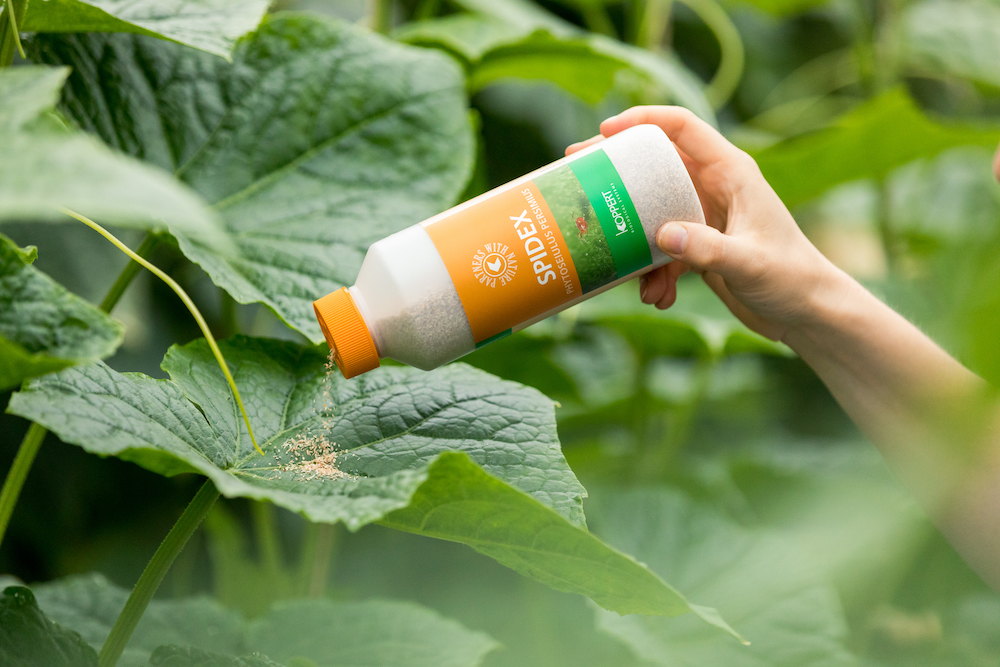 Koppert product on plants