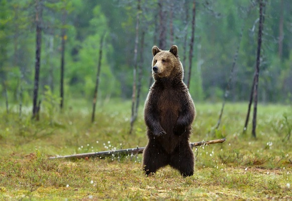 Ein Bär steht im Wald auf den Hinterbeinen.