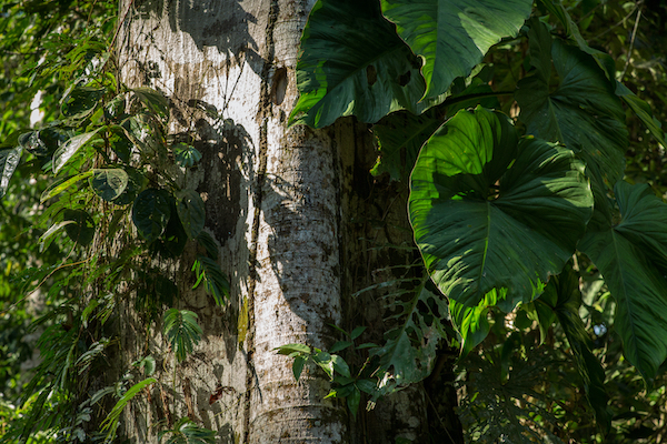 Picture of a healthy tree in a forest.